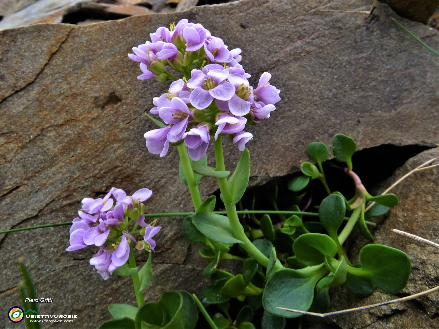 54 Thlaspi rotundifolium ( Erba storna rodundifolia) nel macereto.JPG